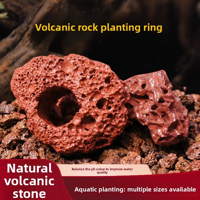 Planted Aquarium Carpet Plant - 레드 라바 록 플랜팅 링 –