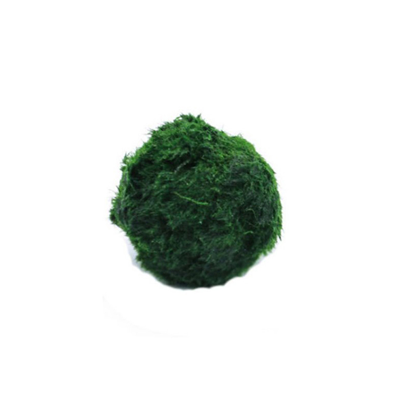 Planted Aquarium Algae - 마리모 이끼 공 생물 수족관 식물