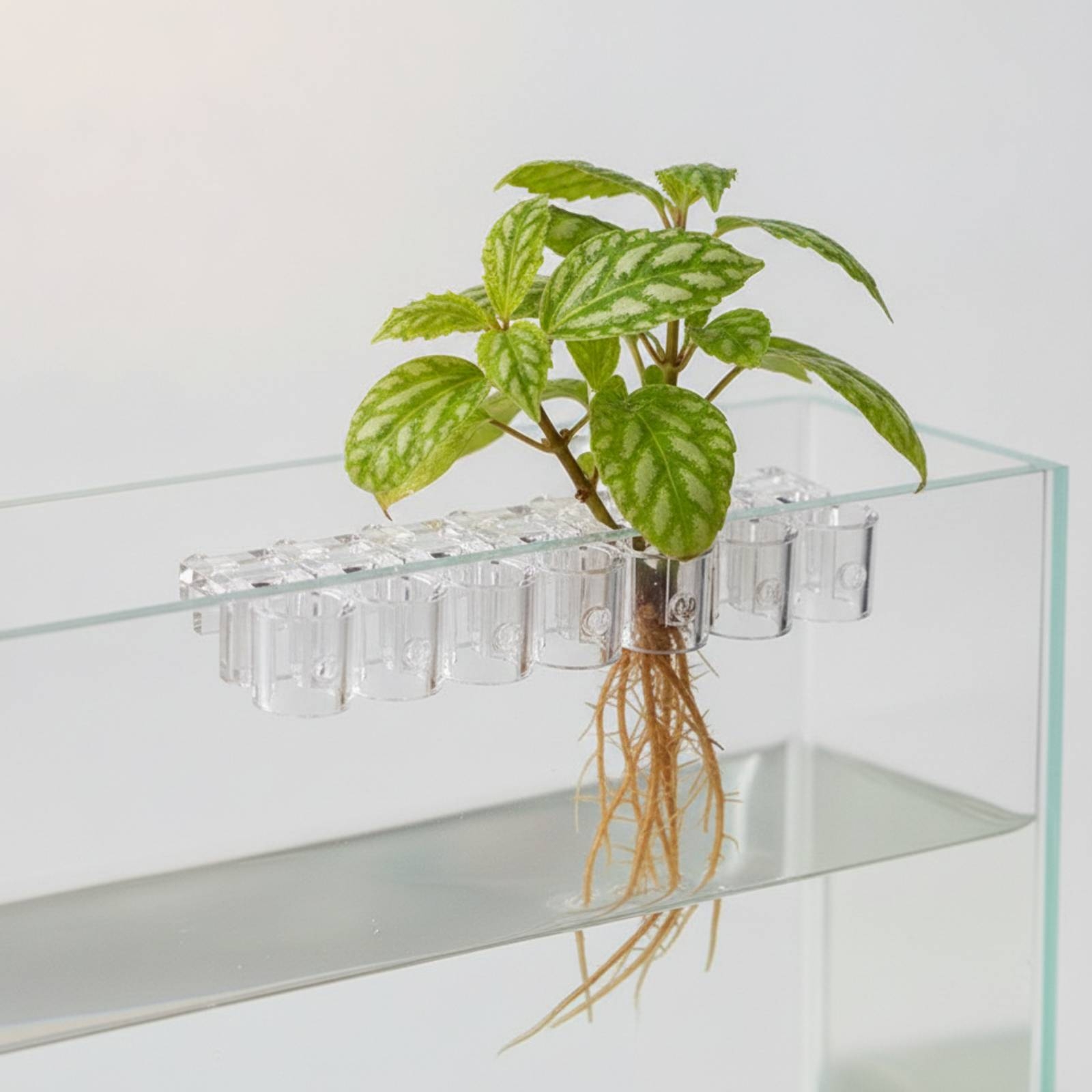 6개 수족관 플랜터 투명 수경 재배 지지 클립(나사 포 - Aquarium Planted 리뷰 및 가격