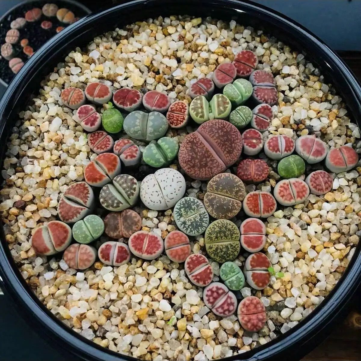 1pc-250g 천연 크리스탈 자갈 돌 마이크로 조경  - Planted Aquarium With Gravel 리뷰 및 가격
