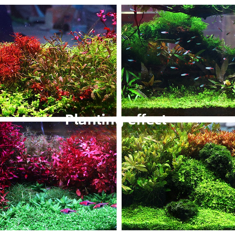 시스엔시아가 수초용 토양-영양소 풍부한 바닥 모래 (대 - Planted Aquarium With Gravel 리뷰 및 가격