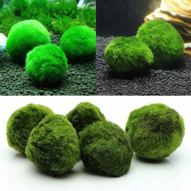 마리모 이끼 공 생물 수족관 식물 조류 물고기 새우 탱 - Planted Aquarium Algae 리뷰 및 가격
