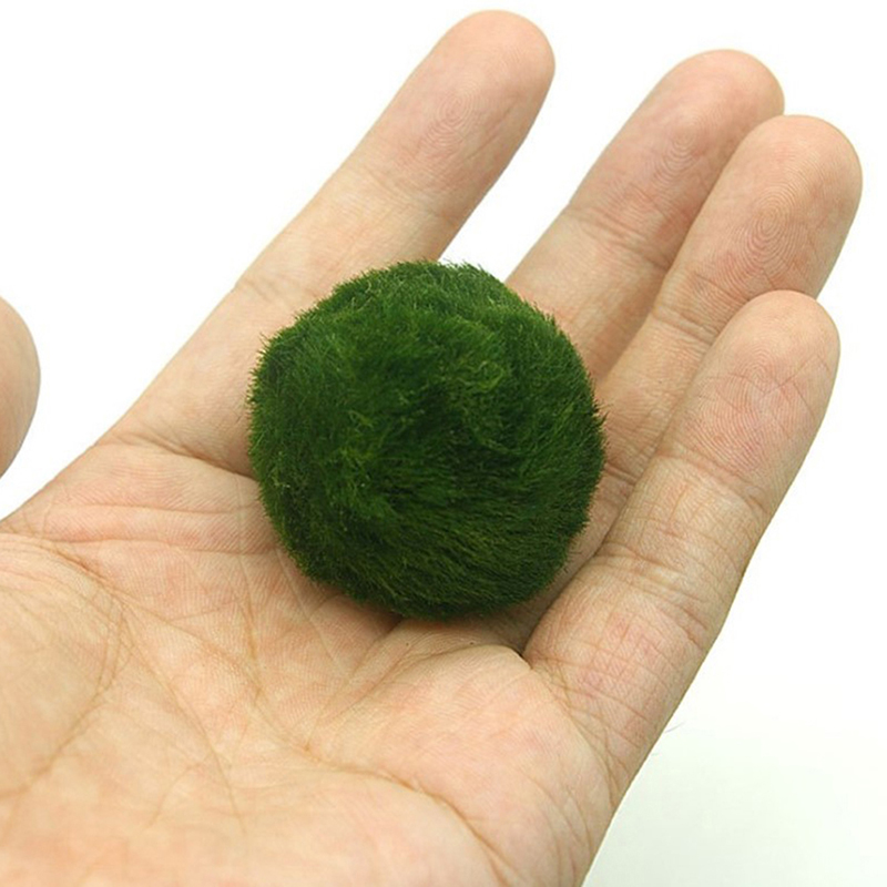 마리모 이끼 공 생물 수족관 식물 조류 물고기 새우 탱 - Planted Aquarium Algae 리뷰 및 가격