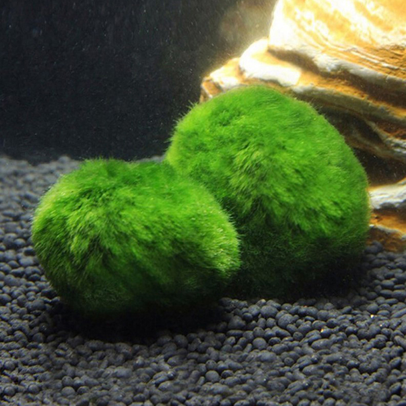 마리모 이끼 공 생물 수족관 식물 조류 물고기 새우 탱 - Planted Aquarium Algae 리뷰 및 가격