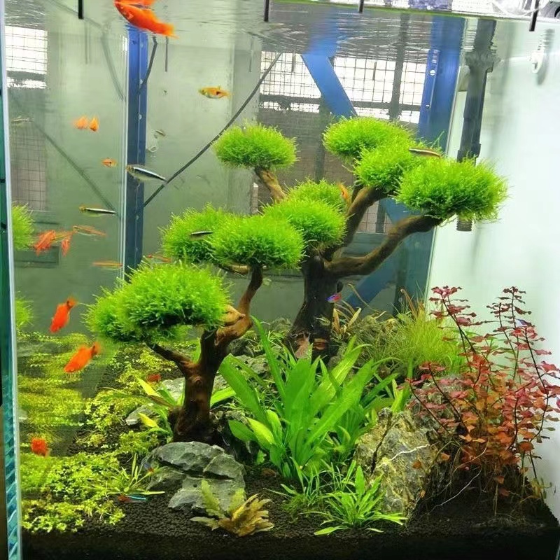 어항 녹화 나무 프레임 심기 장식 액세서리, 이끼 나무 - Planted Aquarium Moss 리뷰 및 가격