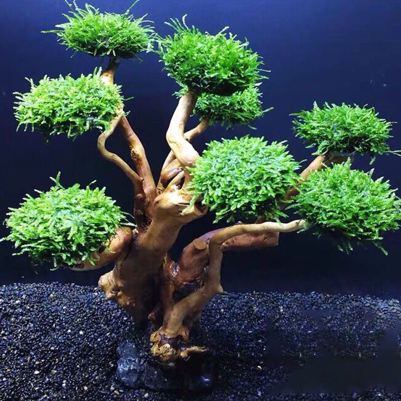 어항 녹화 나무 프레임 심기 장식 액세서리, 이끼 나무 - Planted Aquarium Moss 리뷰 및 가격
