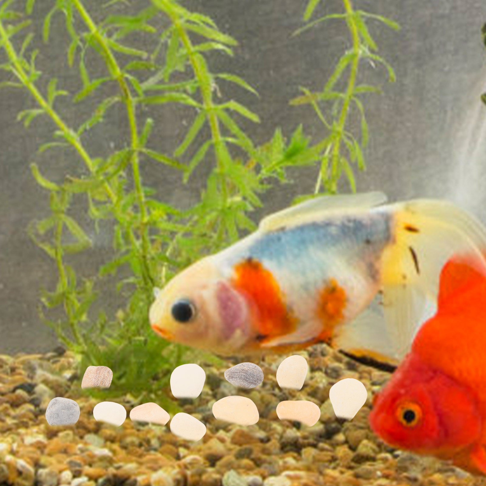 자연 조경용 자갈 어항 물고기 탱크 장식용 돌 밝은 다 - Planted Aquarium With Gravel 리뷰 및 가격