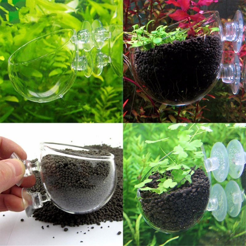 수족관 행잉 식물 화분 유리 실린더 컵, 빨판 포함,  - Planted Aquarium Moss 리뷰 및 가격